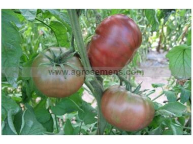tomate-noire-de-crimee-50-gn