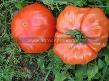 tomate-ancienne-russe-rouge-50gn
