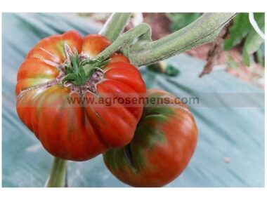 tomate-marmande-bio