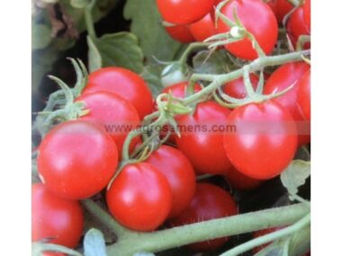tomate-delice-des-jardiniers-bio