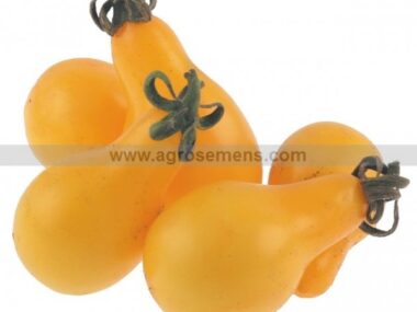 tomate-yellow-pearshaped-50-gn