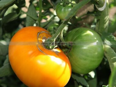 tomate-yellow-brandywine-bio