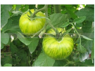 tomate-green-zebra-bio