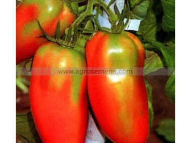 tomate-san-marzano-bio