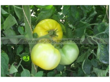 tomate-yellow-perfection-bio