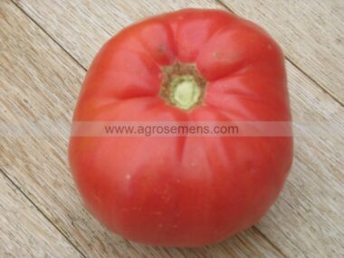 tomate-belmonte50-gn
