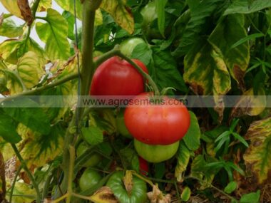 tomate-brandywine-rouge-bio