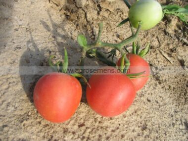 tomate-fuzzi-peche-rose50-gn