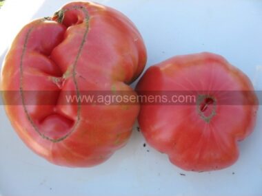 tomate-ancienne-1884-50gn