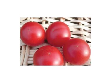 tomate-precoce-de-quimper-bio