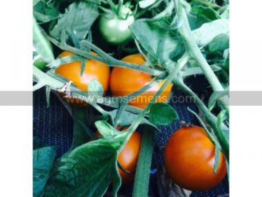 tomate-ancienne-auriga-50gn