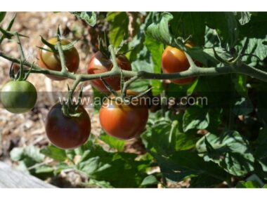 tomate-brown-berry-bio
