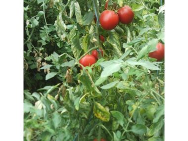 tomate-burbank-bio