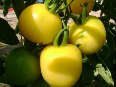 tomate-cer-mirabelle-blanche-bio