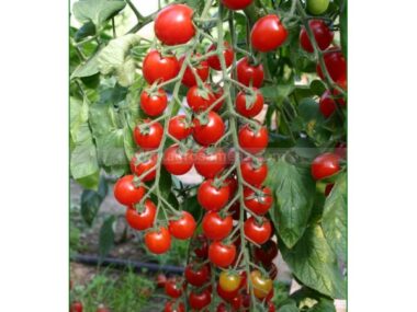 tomate-cerise-bartelly-f1-bio