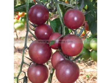 tomate-cerise-black-cherry-bio