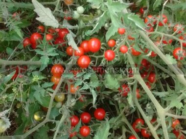 tomate-cerise-red-currant-bio
