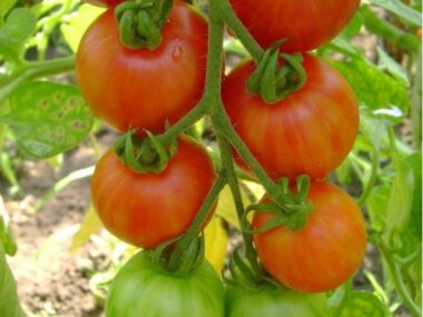 tomate-cock-tigerella-bicolore-50gn