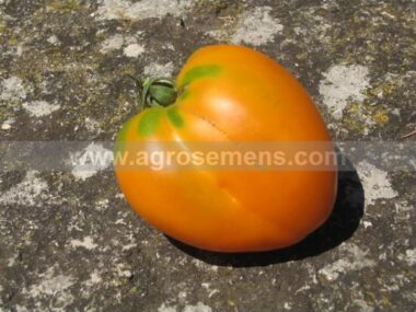 tomate-coeur-de-boeuf-orange-bio