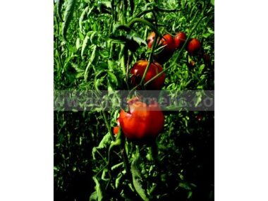 tomate-coeur-de-boeuf-rouge-50-gn