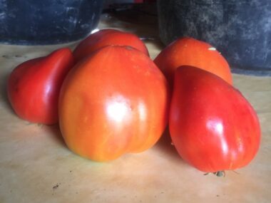 tomate-coeur-de-boeuf-reif-red-bio
