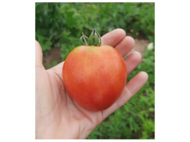 tomate-c-de-boeuf-sweet-heart-50gn