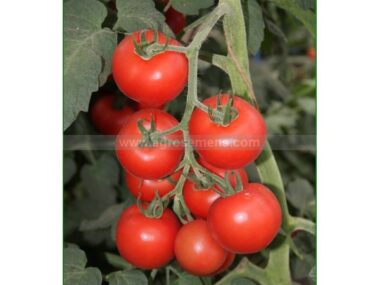 tomate-bolstar-granda-50-gn