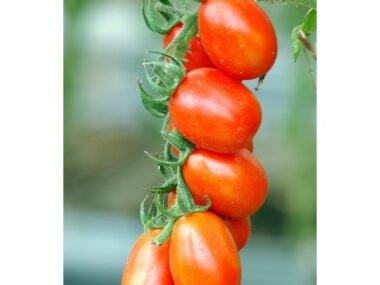 tomate-petite-rouge-de-bale-bio