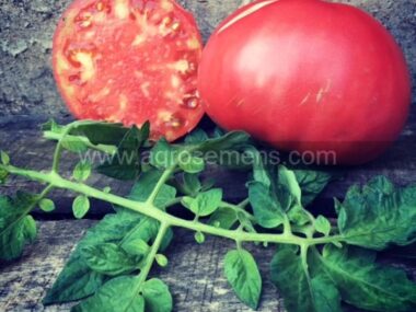 tomate-gregori-altai-bio