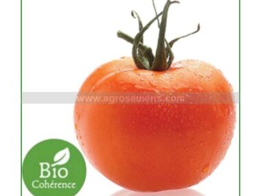 tomate-la-carotina-bio