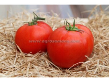 tomate-merveille-des-marches-bio