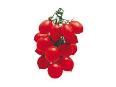 tomate-prince-borghese-bio
