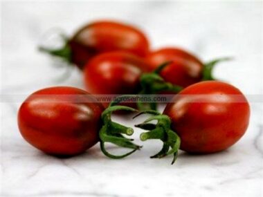 tomate-prune-noire-bio
