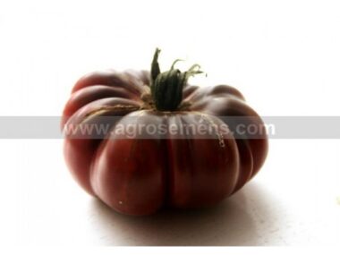 tomate-purple-calabash-50-gn