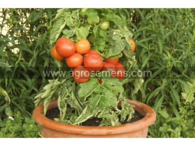 tomate-rotkappchen-bio