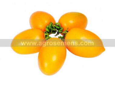 tomate-tetons-de-venus-jaune-50-gn